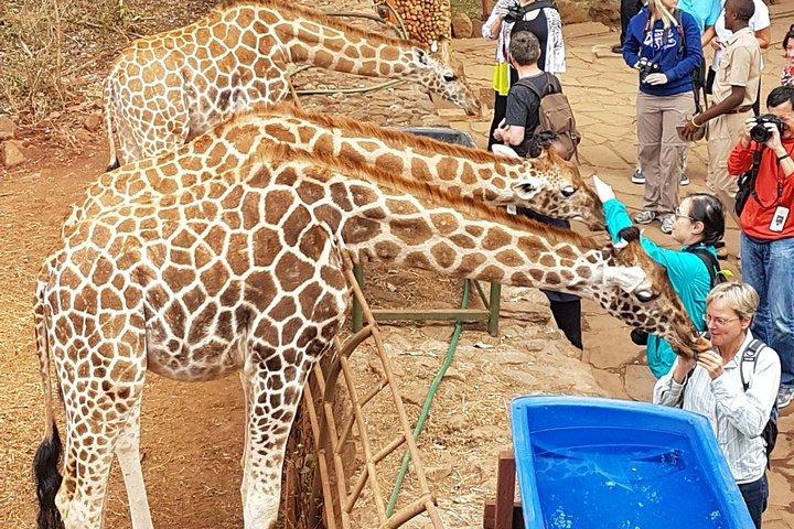 Excursion d'une demi-journée au Giraffe Center, au départ de Nairobi