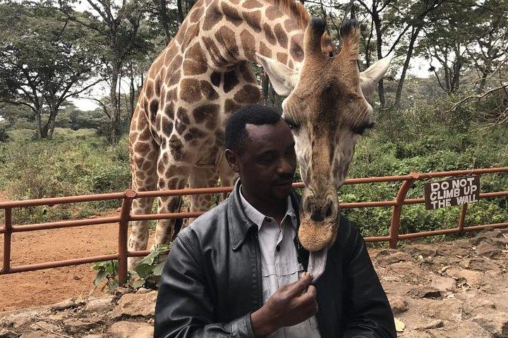 Excursion d'une demi-journée au Giraffe Center, au départ de Nairobi