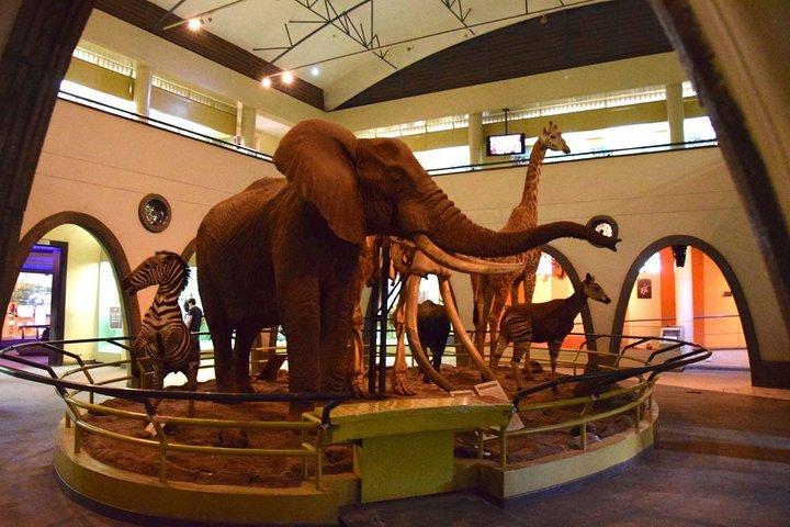 Visite guidée d'une demi-journée du centre des girafes, du bébé éléphant et de Karen Blixxen