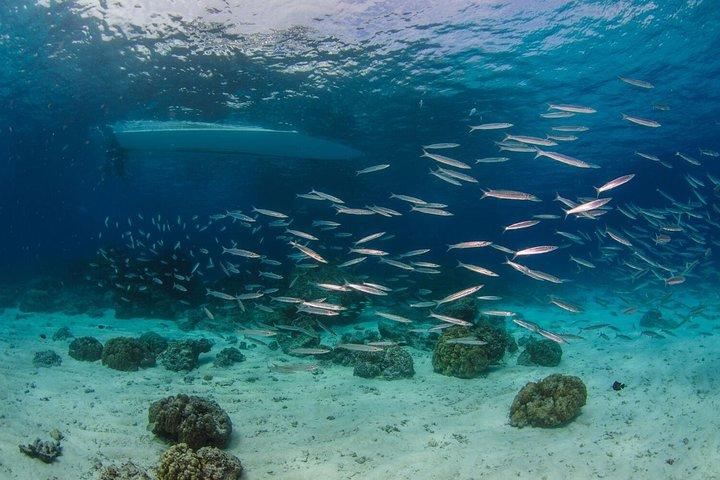 Viaje de buceo Racha Yai desde Phuket