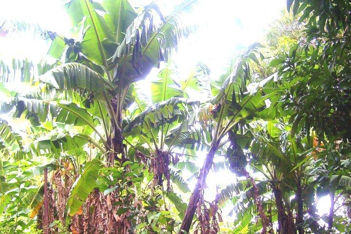 Halbtägige Regenwaldtour durch St. Kitts