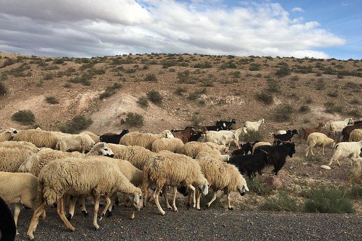 キャメルライドを含むマラケシュからオウリカバレーへのプライベート半日旅行