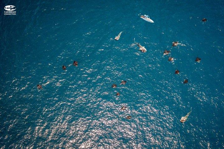 ジンベエザメの水泳とムヘーレス島ビーチ ツアー