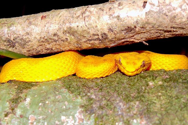 マヌエル アントニオ ヘルピング ナイト ツアー (爬虫類と両生類)
