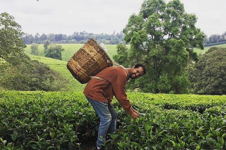 Kiambethu Tea Farm Tour & Lunch From Nairobi