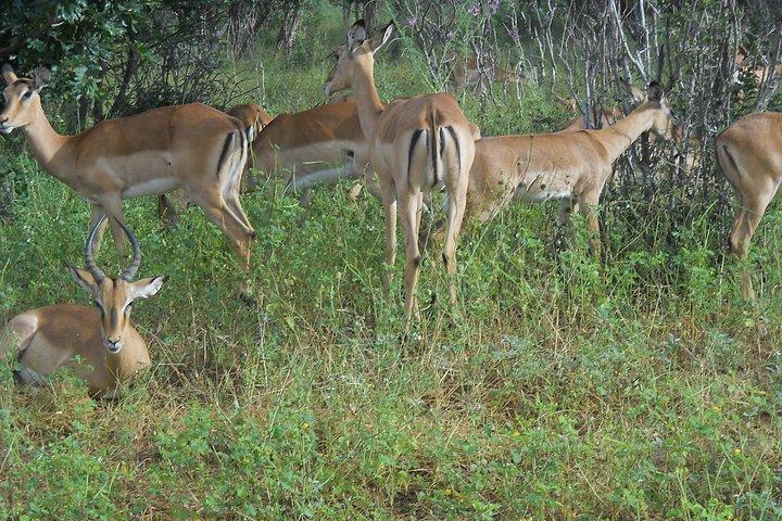 Chobe Full Day Safari Trip
