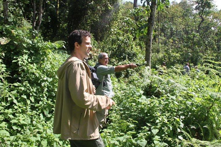 3-tägige Gorilla-Trekkingtour