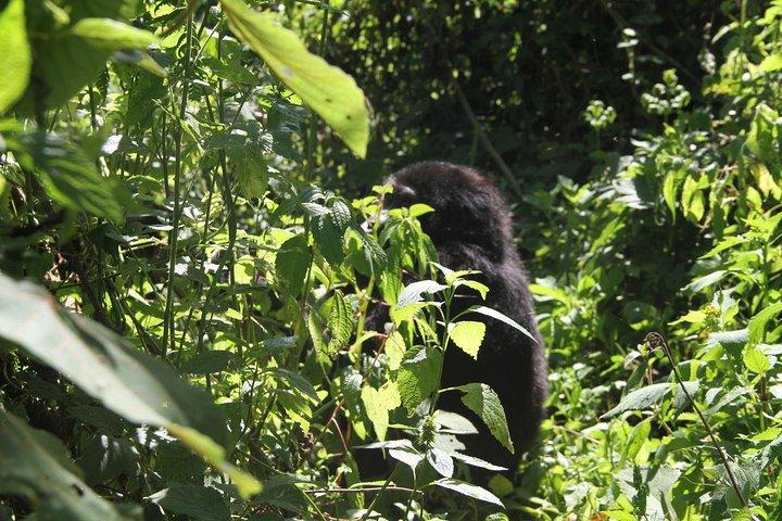 3-tägige Gorilla-Trekkingtour