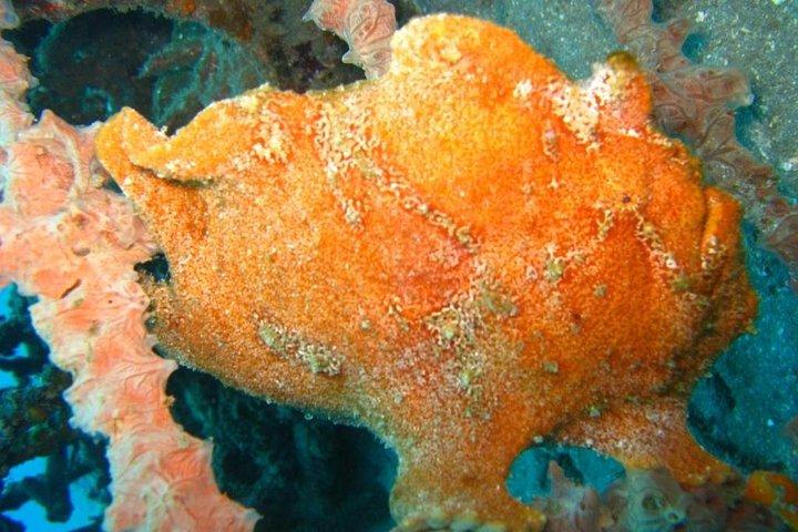 PADANG BAY BALIでのスキューバダイビング