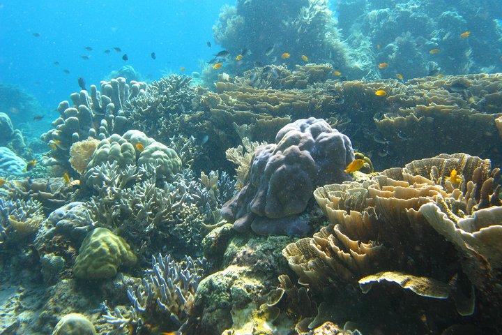 PADANG BAY BALIでのスキューバダイビング