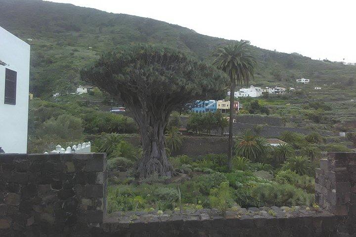 Parque Nacional do Vulcão Teide e Norte da Ilha VIP TOUR