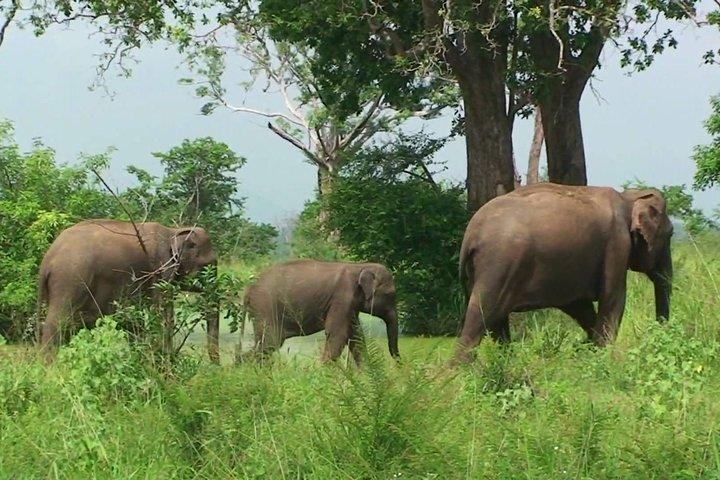 Udawalawe Nationalpark Safari. Private Ganztagestour ab Bentota.