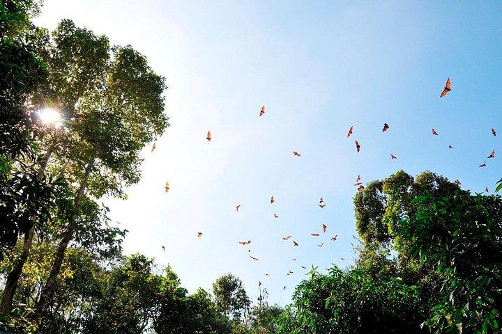 Small-Group Tour to Can Gio Vam Sat Mangrove Forest