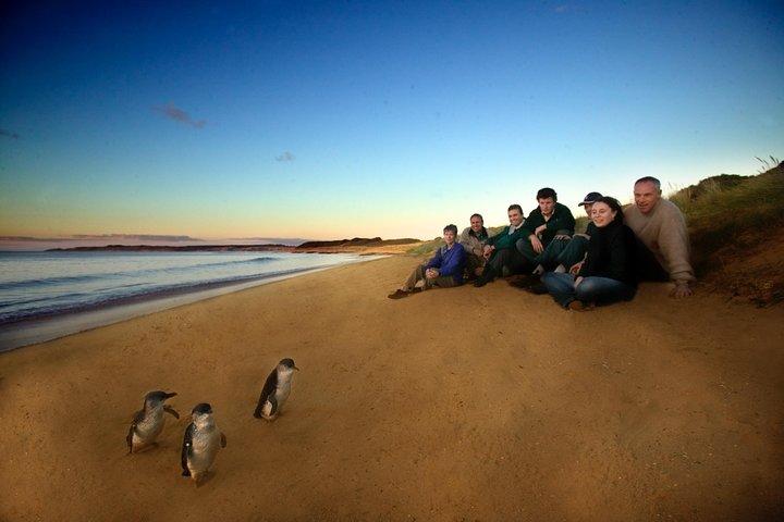 Private Phillip Island Day Trip from Melbourne Including Penguin Parade Premium Viewing