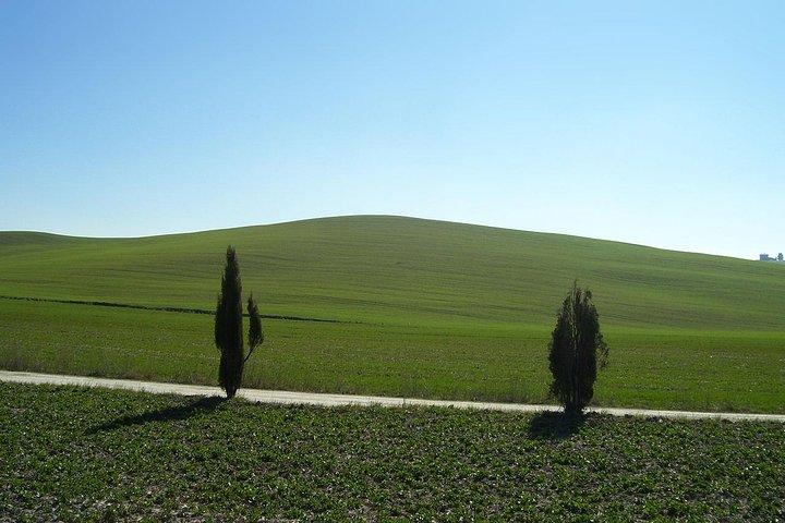 Excursion à terre de Livourne à la région du Chianti avec dégustation de vin et déjeuner