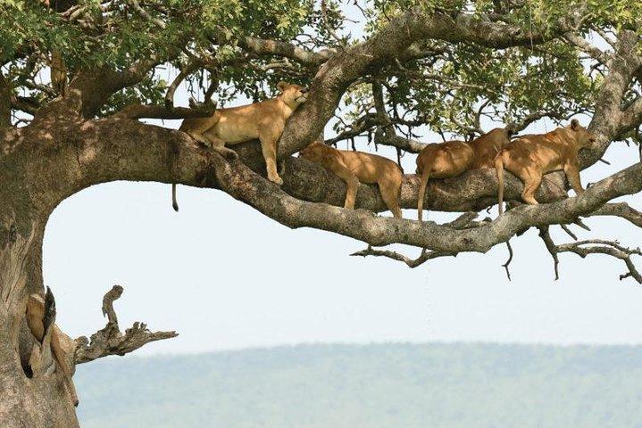 Geführter Tagesausflug zum Lake Manyara National Park von Arusha