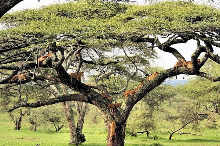 12-Days Best of Kenya and Tanzania Wildlife Private Safari