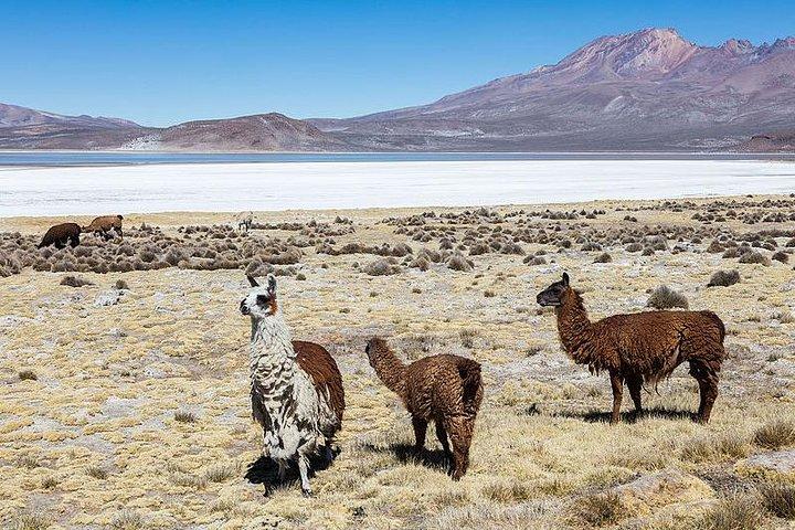Salinas Salt Lagoon Private tour - Day Trip from Arequipa