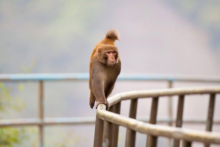 Escursione di mezza giornata nel verde fino a Lion Rock a Hong Kong