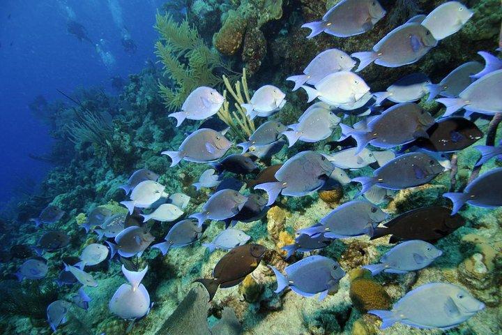 Grand Turk Reef Snorkeling Tour