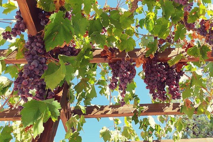 Troodos Mountains Vino Venture: オールインクルーシブ1日ワインツアー