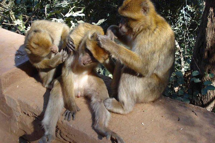 Ouzoud Vandfald fra Marrakech Dagstur