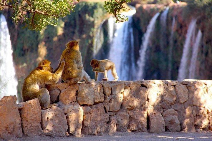 Ouzoud Vandfald fra Marrakech Dagstur