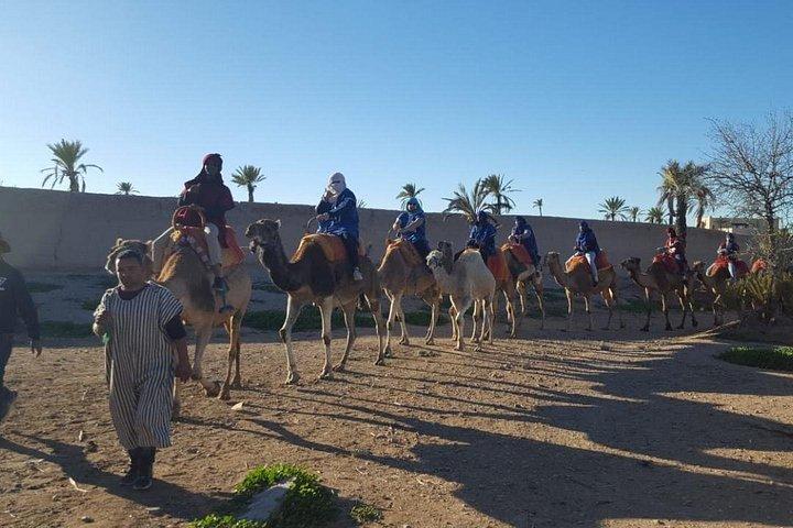 Marrakech Camel Ride at the Palm Groves