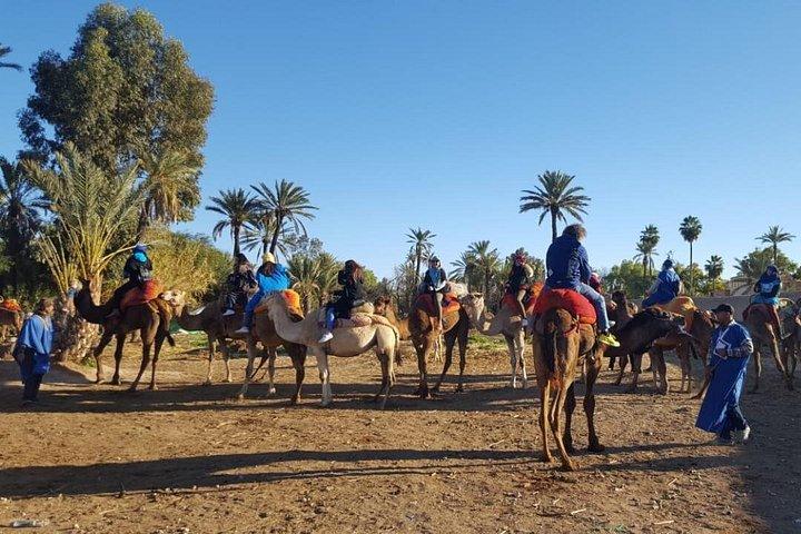 Marrakech Camel Ride at the Palm Groves