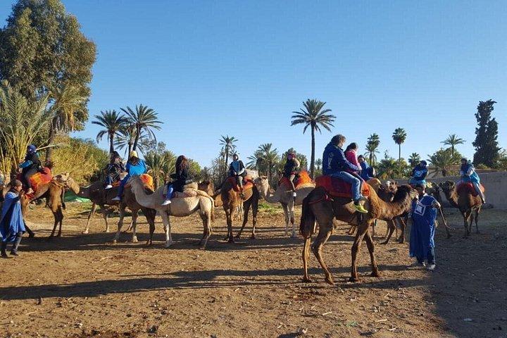 Marrakech Camel Ride at the Palm Groves