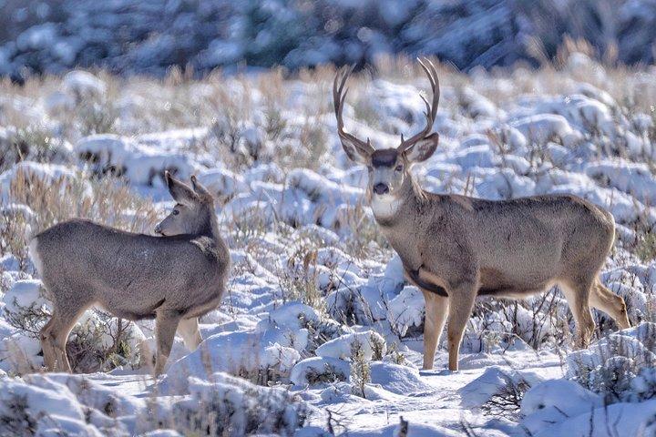 Grand Teton Wildlife and Native American Petroglyph Tour