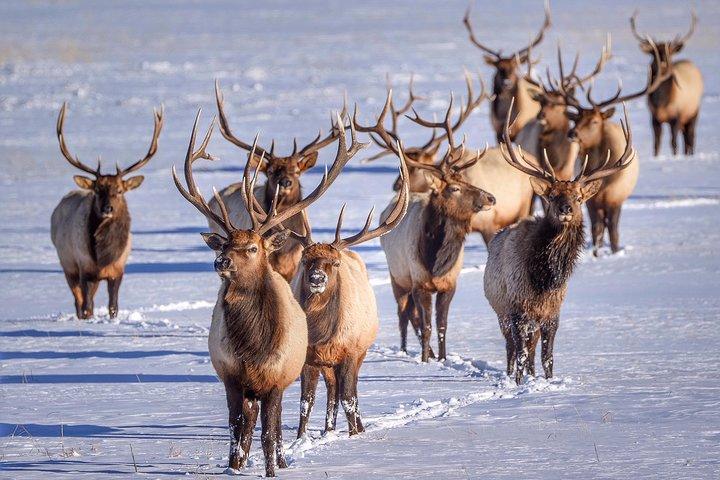 Tour al Grand Teton y al petroglifo nativo americano