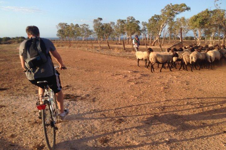 プーリアバイクツアー：エキストラバージンオリーブオイルの歴史を通してサイクリング