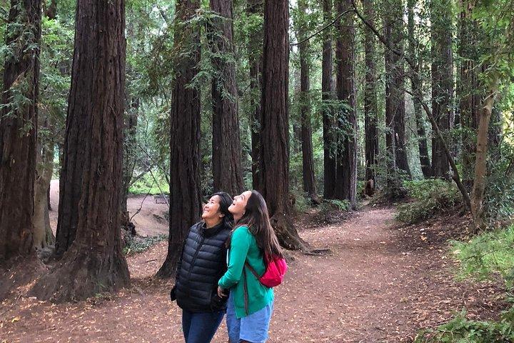 Redwoods of Marin e Mt. Tour a piedi di Tamalpais con guida locale