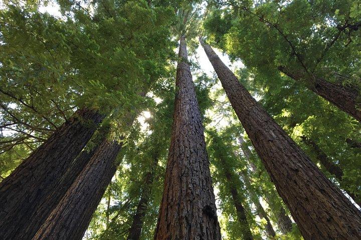 Redwoods of Marin e Mt. Tour a piedi di Tamalpais con guida locale