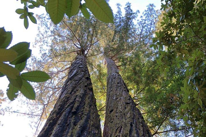 Redwoods of Marin e Mt. Tour a piedi di Tamalpais con guida locale
