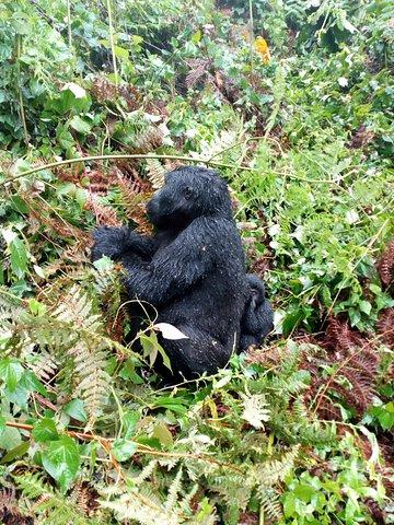Gorilla Tracking und Maasai Mara Safaris