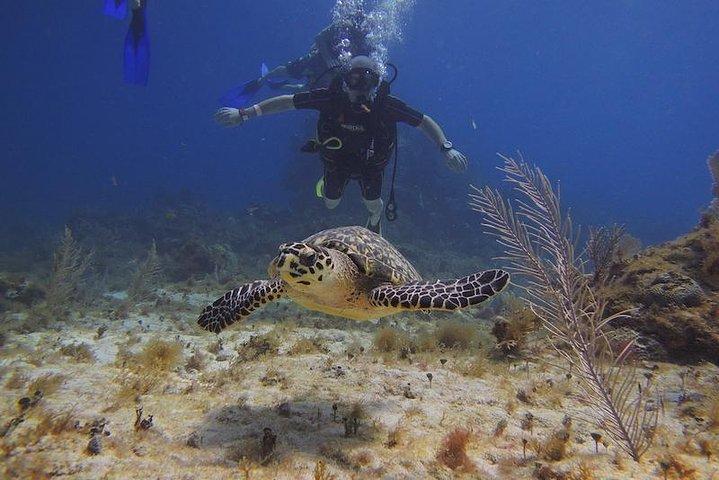 Tulum Akumal Snorkeltur och 4 Cenotes liten grupp Alla avgifter inkl