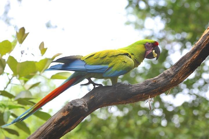 Observation des oiseaux à Cerro Blanco de Guayaquil