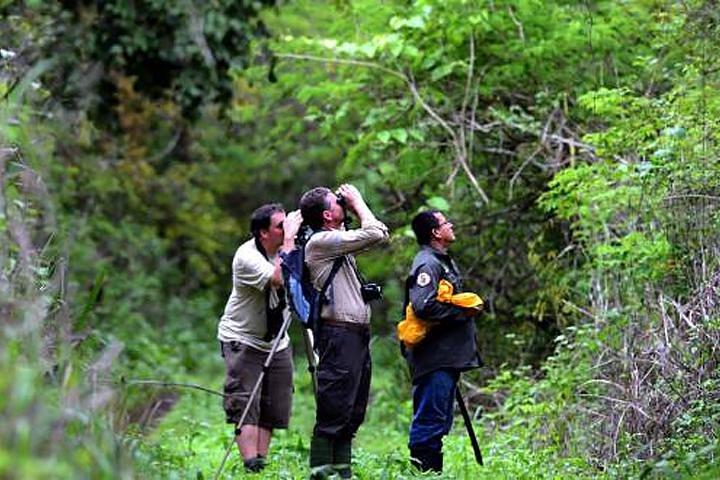 Observação de aves em Cerro Blanco de Guayaquil