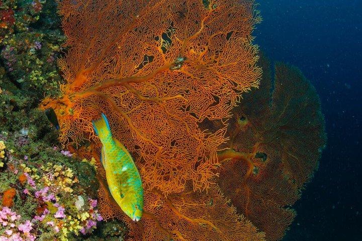 Viaje de buceo a Phi Phi desde Phuket para buceadores certificados