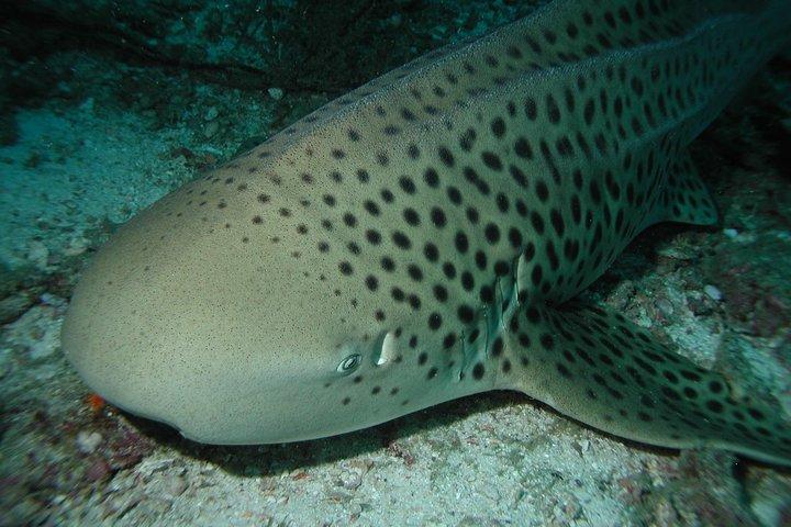 Viaje de buceo a Phi Phi desde Phuket para buceadores certificados