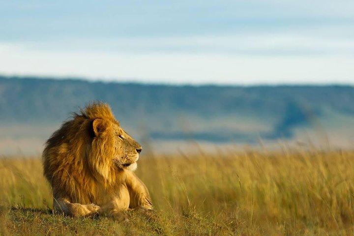 Safari de migración de 6 días (Ngorogoro Crater Ndutu Central Serengeti)