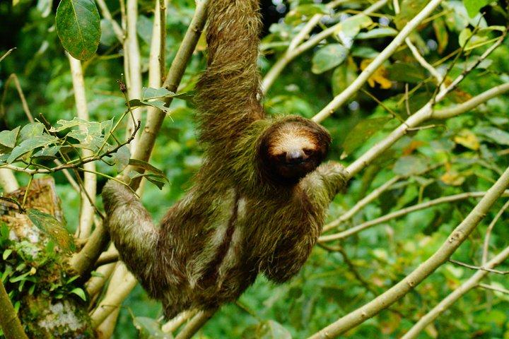 Faultierbeobachtungstour in La Fortuna - Wildlife Experience