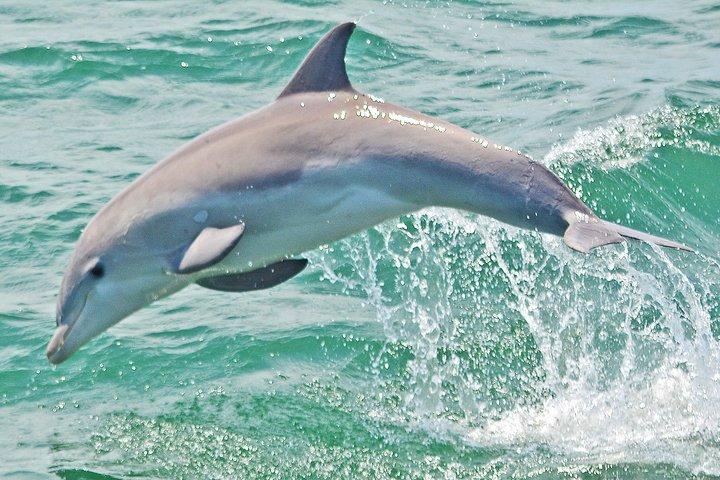 Delfinbeobachtung um Cape May