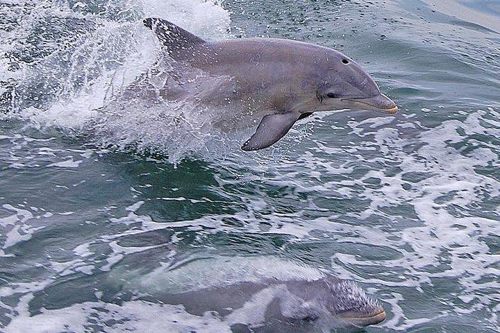 Delfinbeobachtung um Cape May