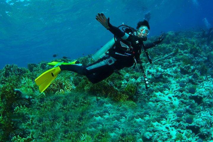 Tour diario de buceo en Gordon Rocks