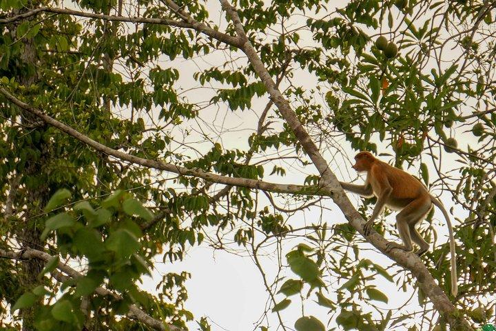 Klias Wildlife Safari River Cruise fra Kota Kinabalu