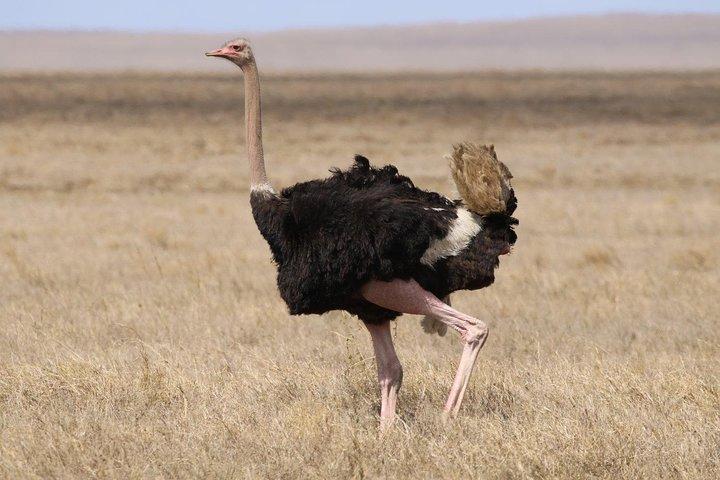Full-Day Trip naar Tarangire National Park
