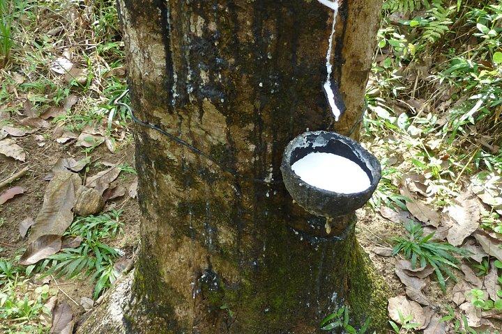 寄港地観光ツアー コロンボ港旅客桟橋からの茶畑